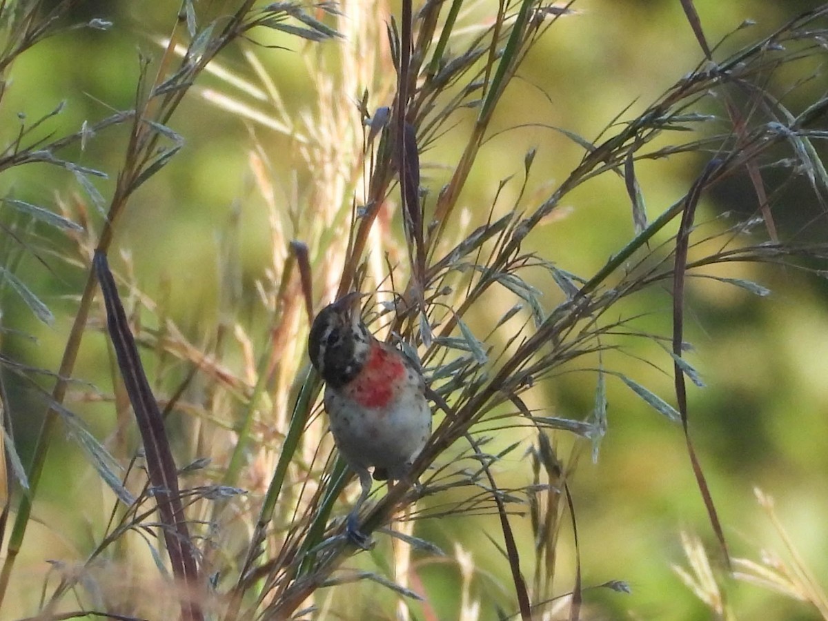 Rose-breasted Grosbeak - ML646953614