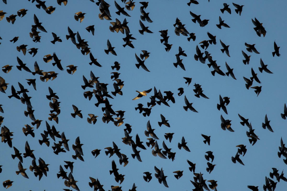 American Kestrel - ML646953615