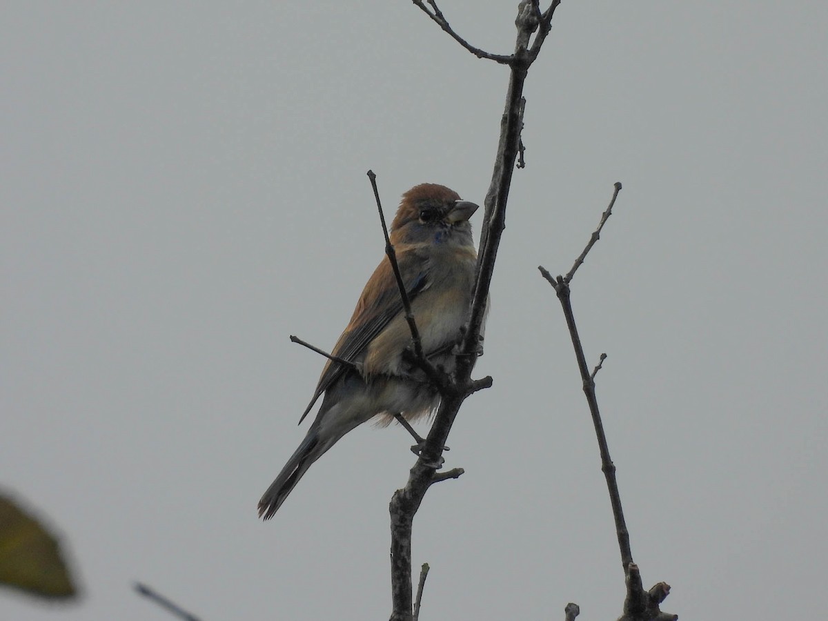 Indigo Bunting - ML646953617