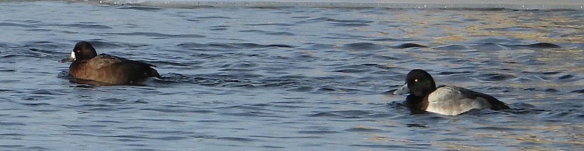 צולל ימי - ML646953620