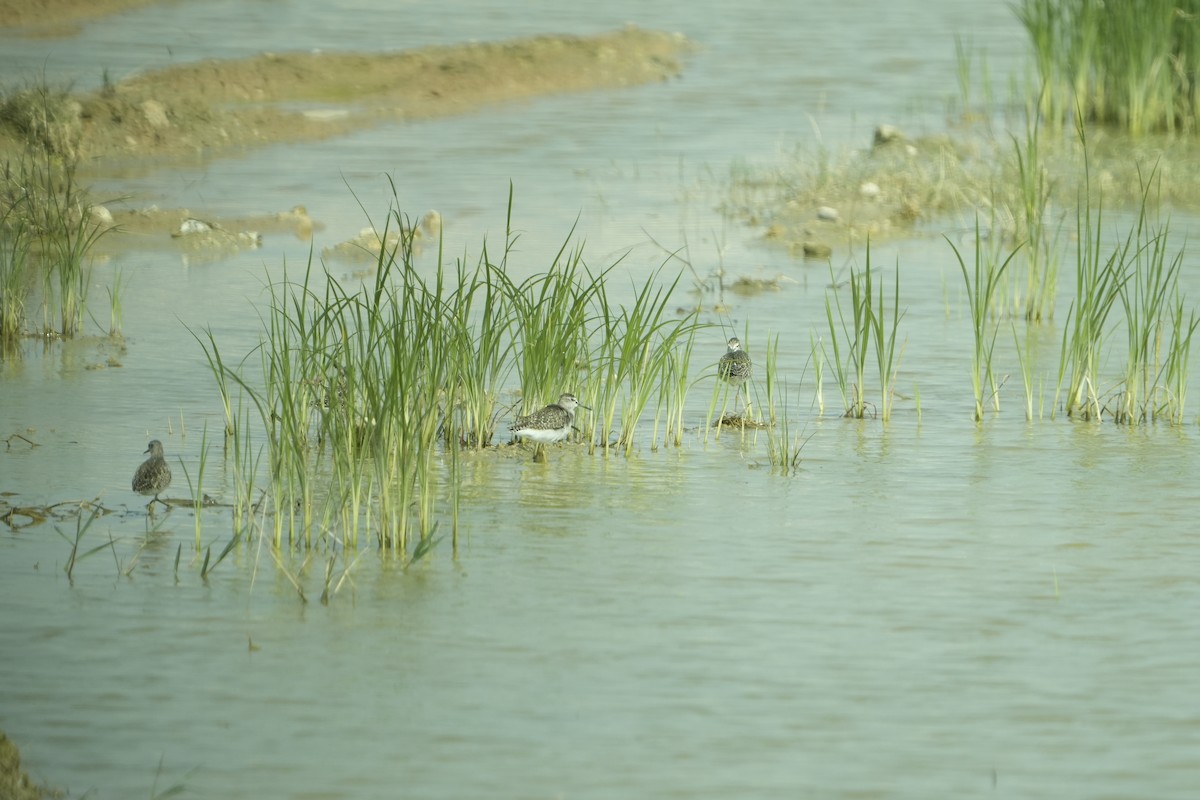 Wood Sandpiper - ML646953623