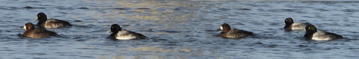 צולל ימי - ML646953625