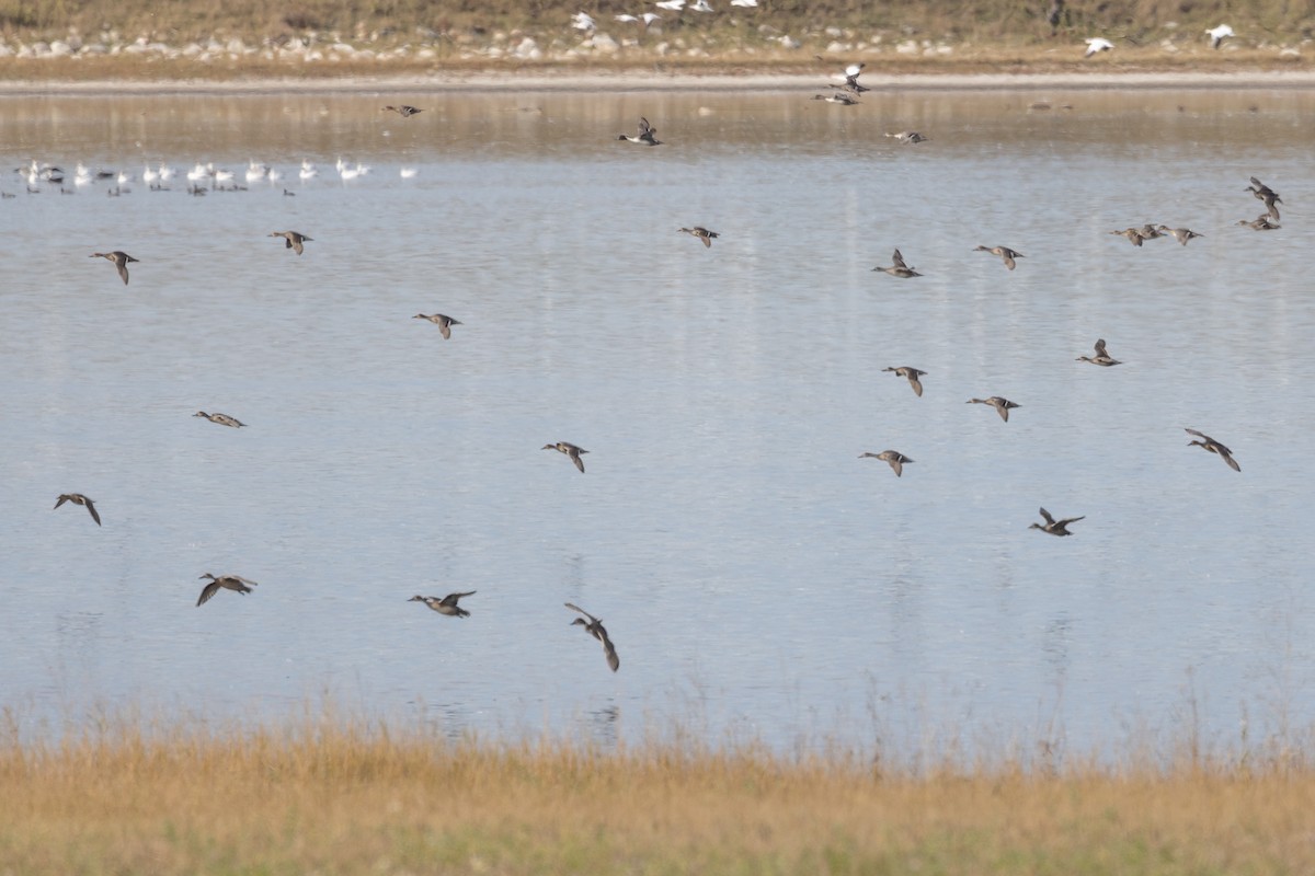 Northern Pintail - ML646953626