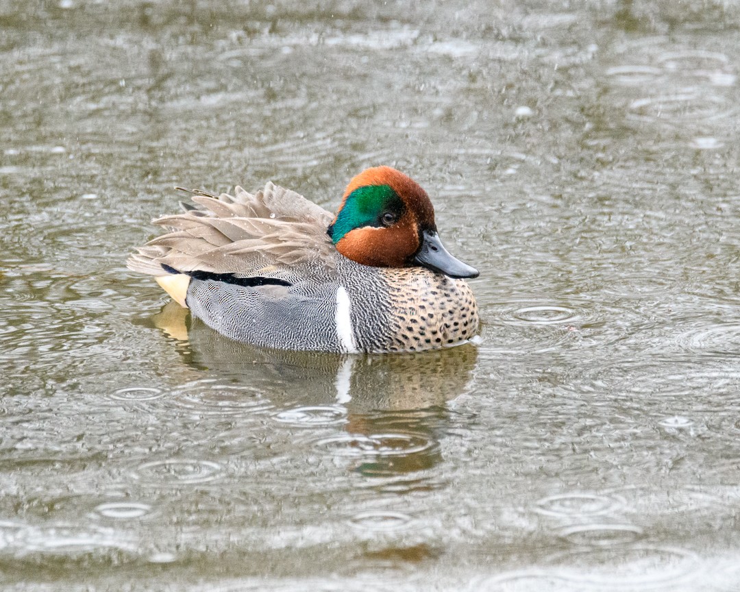 Zertzeta arrunta - ML646953627