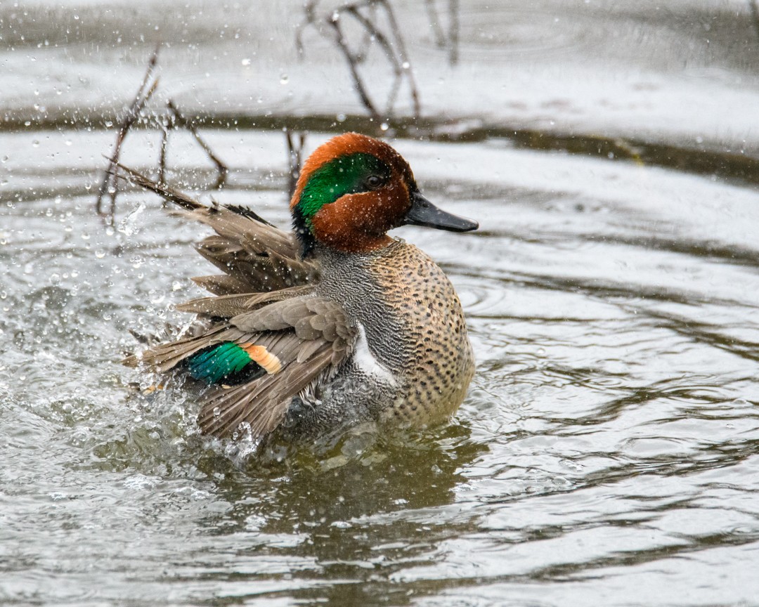 Zertzeta arrunta - ML646953628