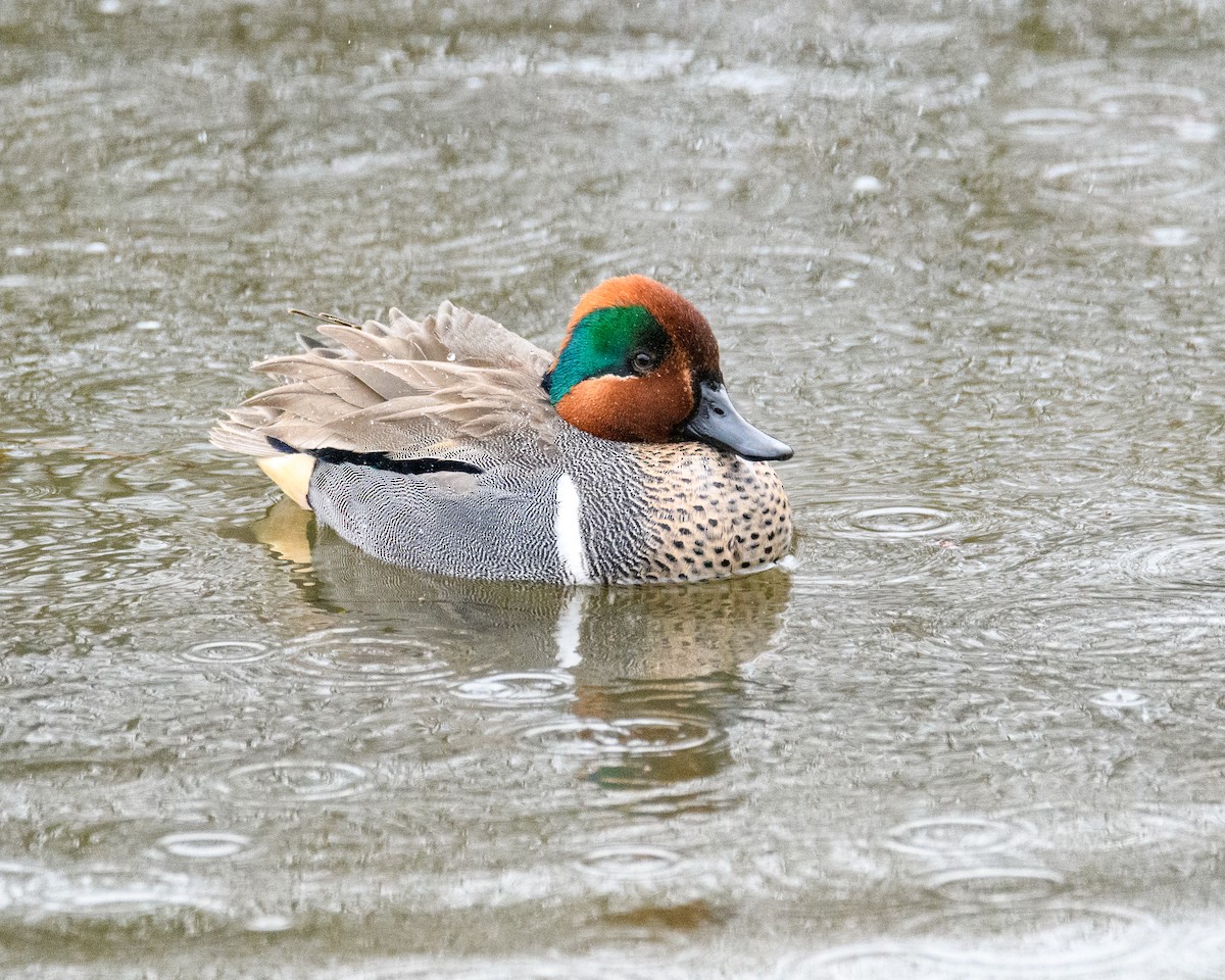 Zertzeta arrunta - ML646953629