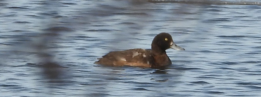 צולל ימי - ML646953630