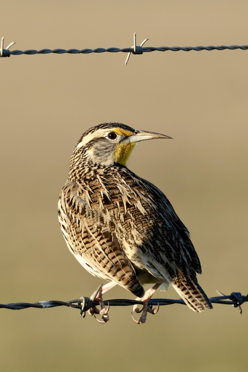 Western Meadowlark - ML646953631