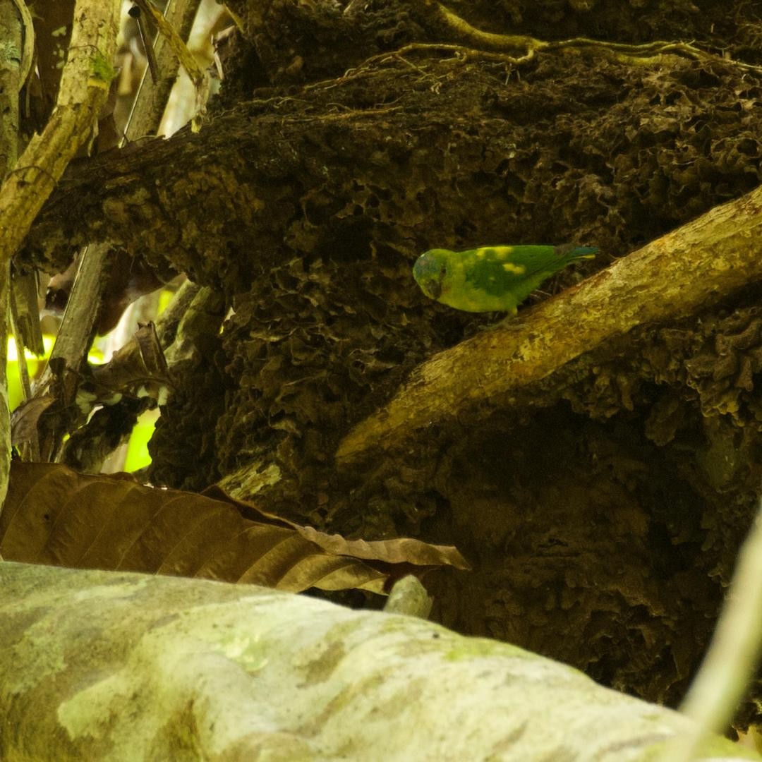 Finsch's Pygmy-Parrot - ML646953632