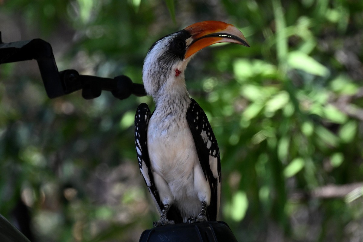 Toco de Jackson - ML646953634