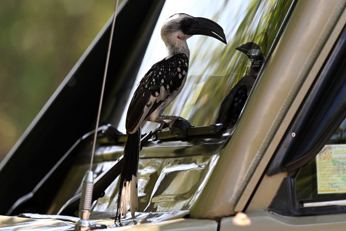 Toco de Jackson - ML646953635