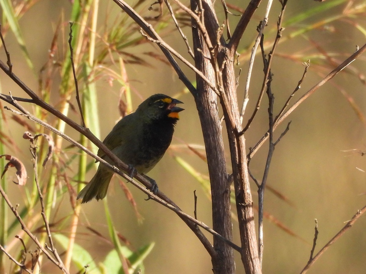 Yellow-faced Grassquit - ML646953636