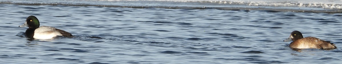 צולל ימי - ML646953637