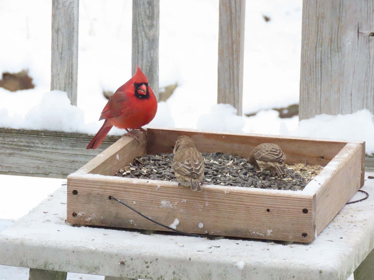 Northern Cardinal - ML646953638