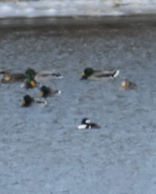 Hooded Merganser - ML646953640