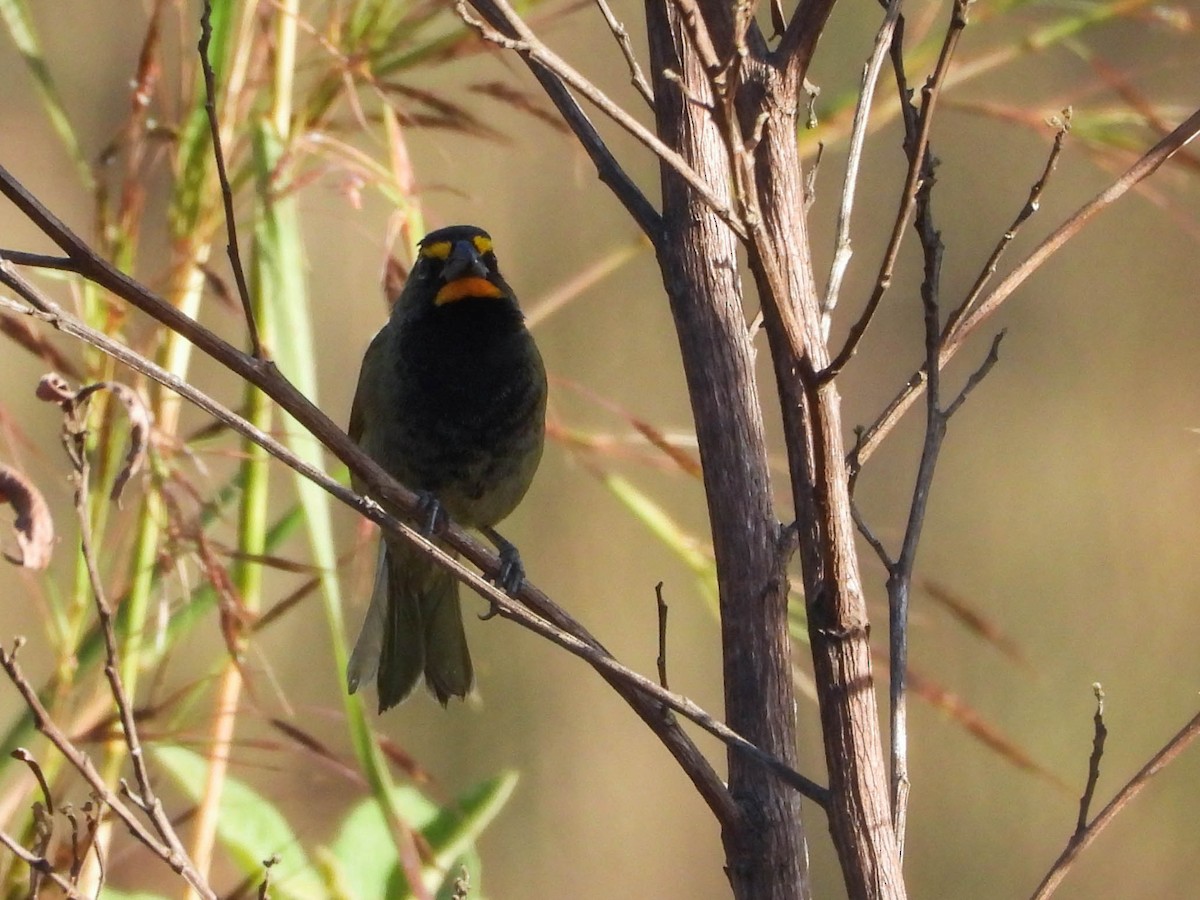 Yellow-faced Grassquit - ML646953641