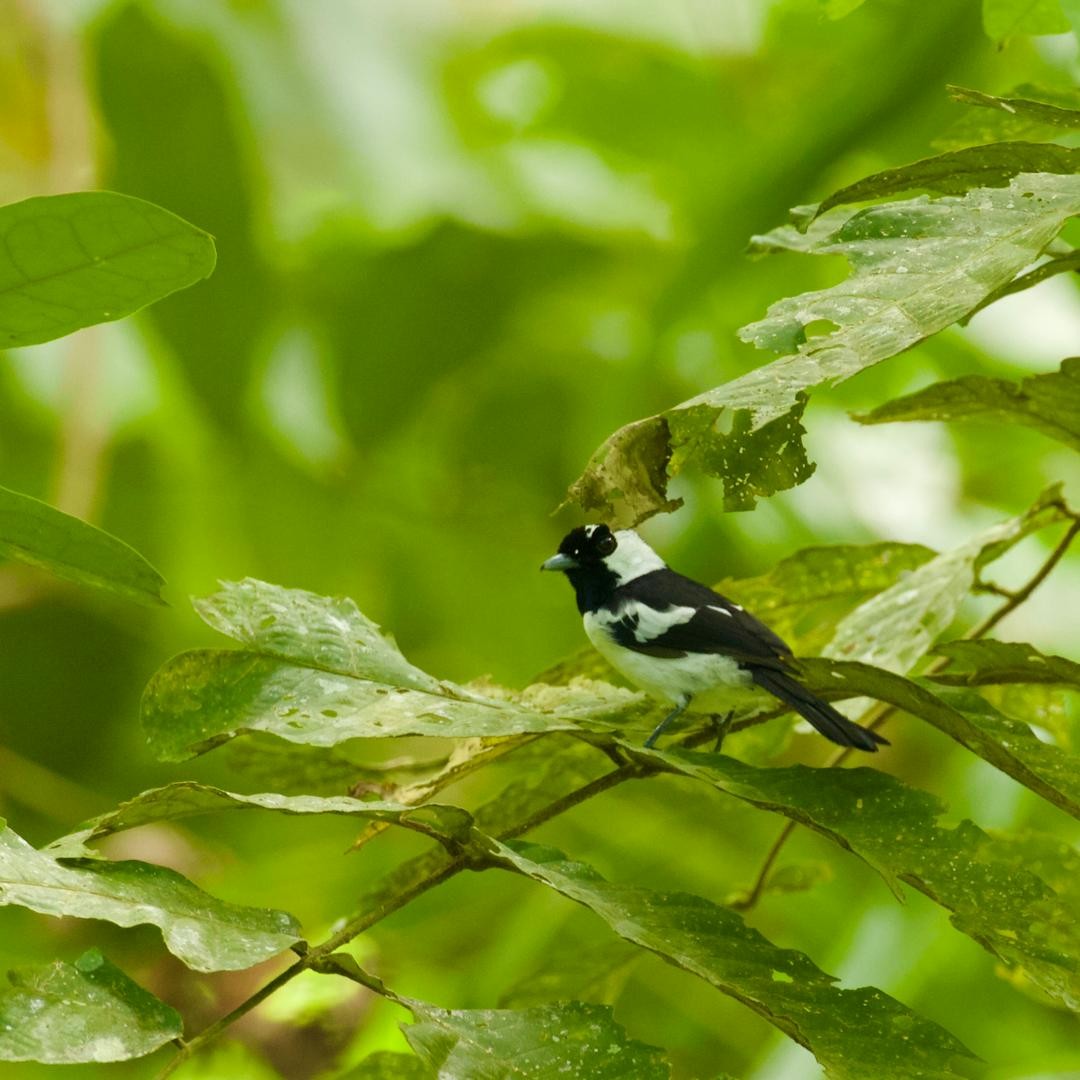 Bismarck Monarch - ML646953642