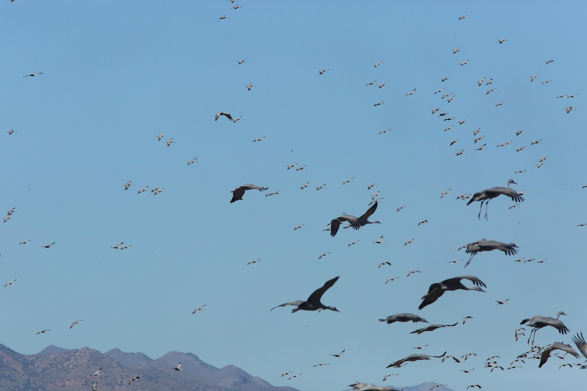 Sandhill Crane - ML646953644