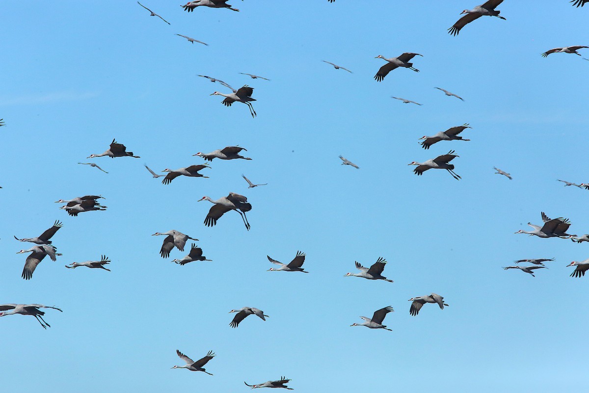 Sandhill Crane - ML646953645