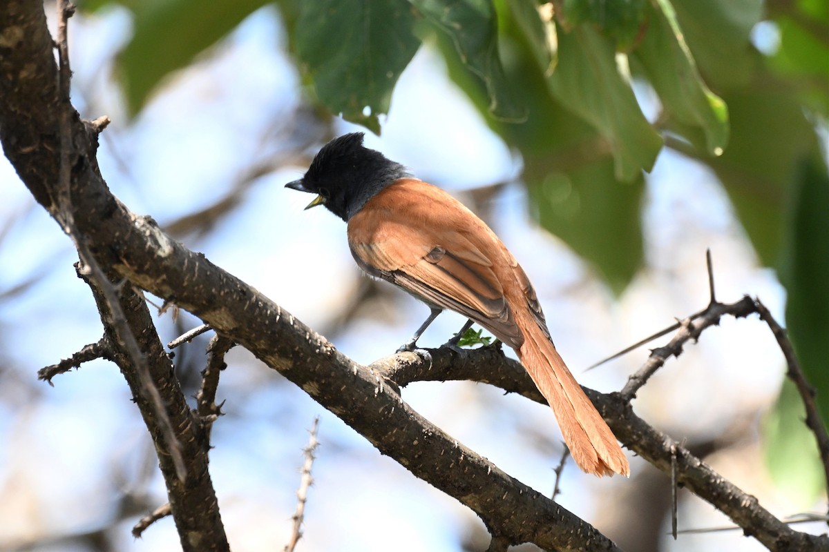 Monarca Africano - ML646953646