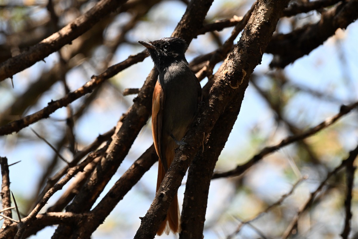 Monarca Africano - ML646953647