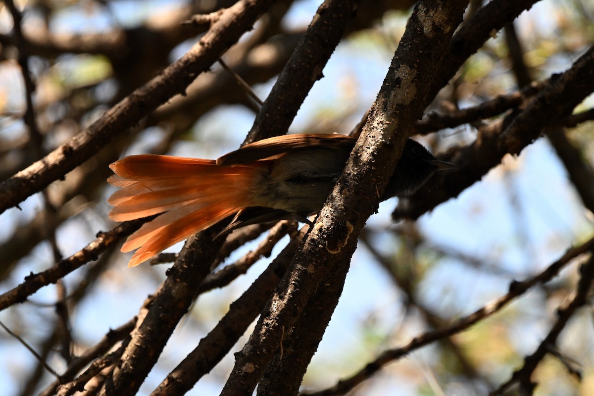 Monarca Africano - ML646953648