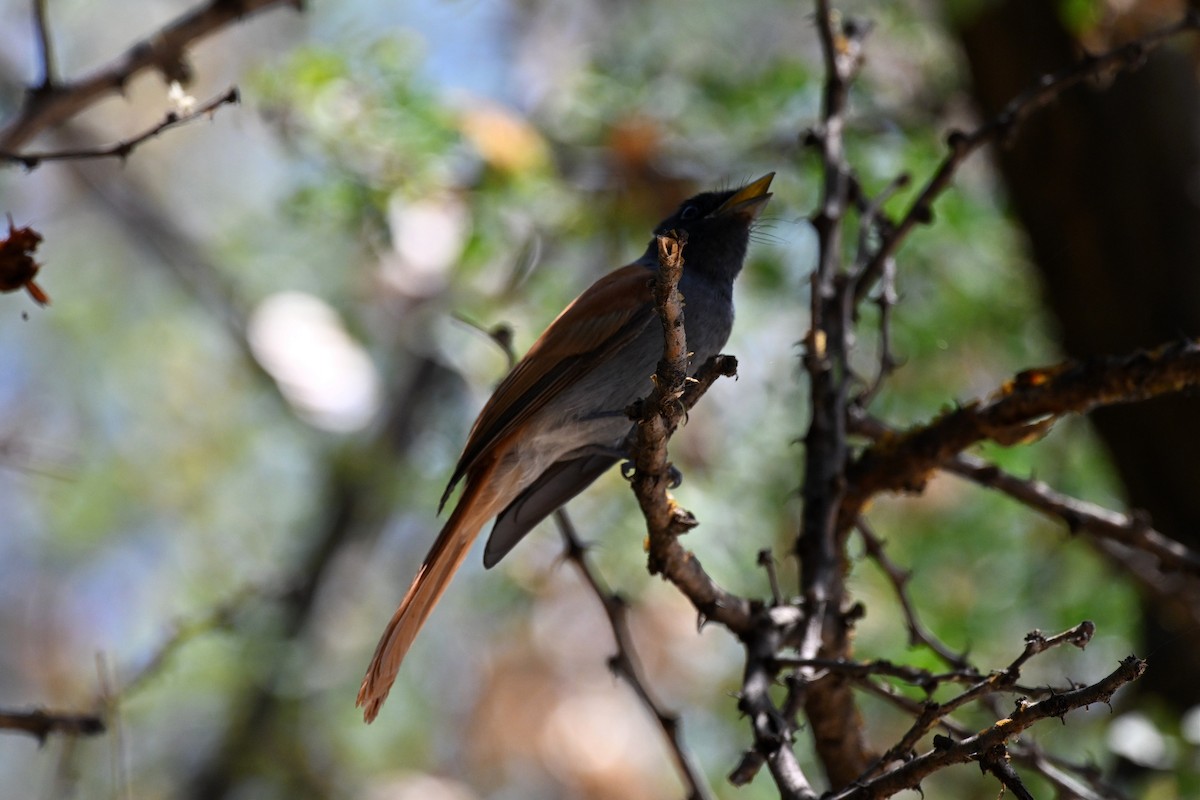 Monarca Africano - ML646953649