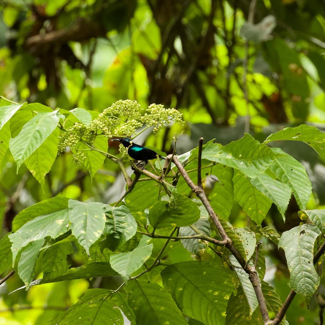 Black Sunbird - ML646953650