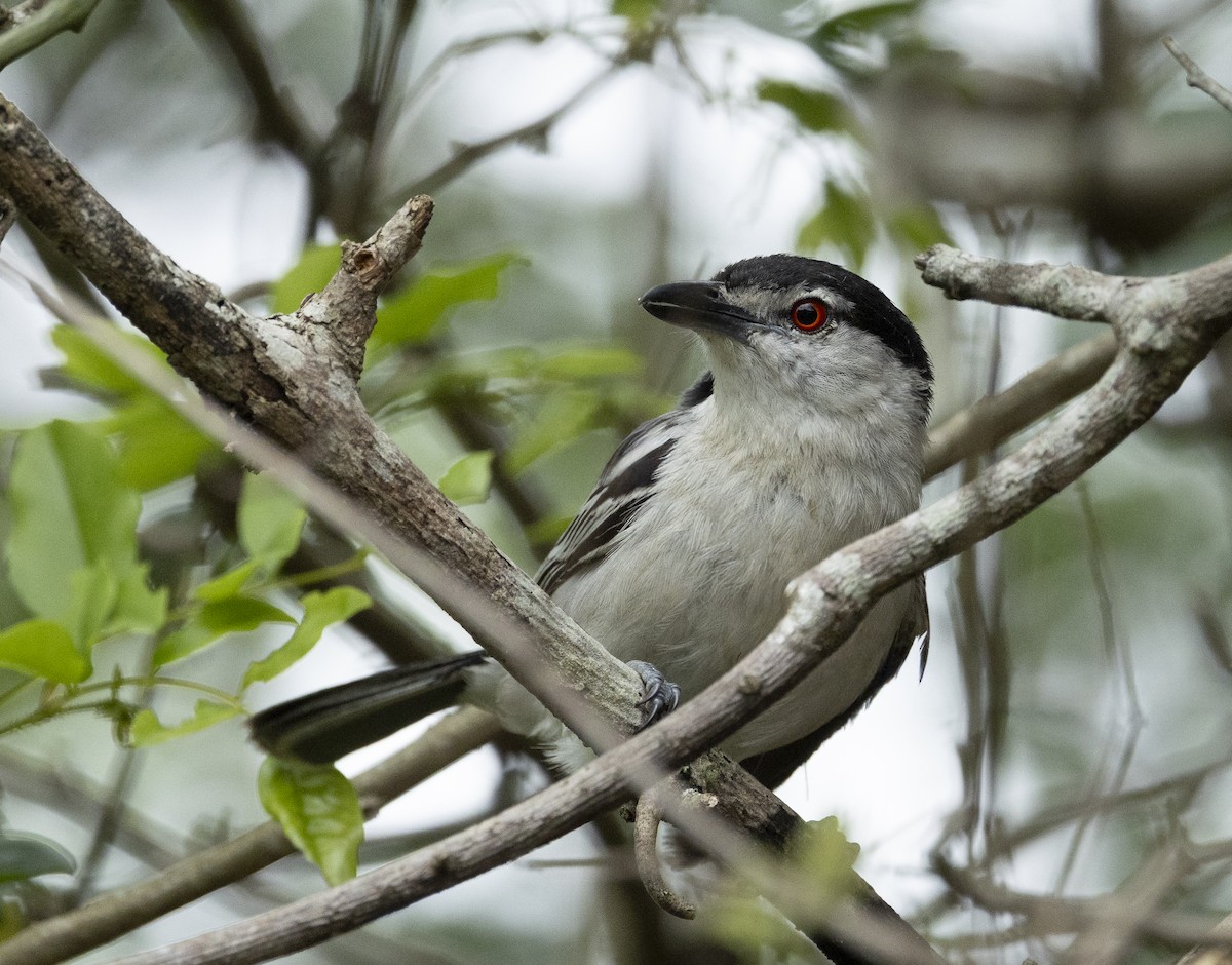 Black-backed Puffback (White-winged) - ML646953651
