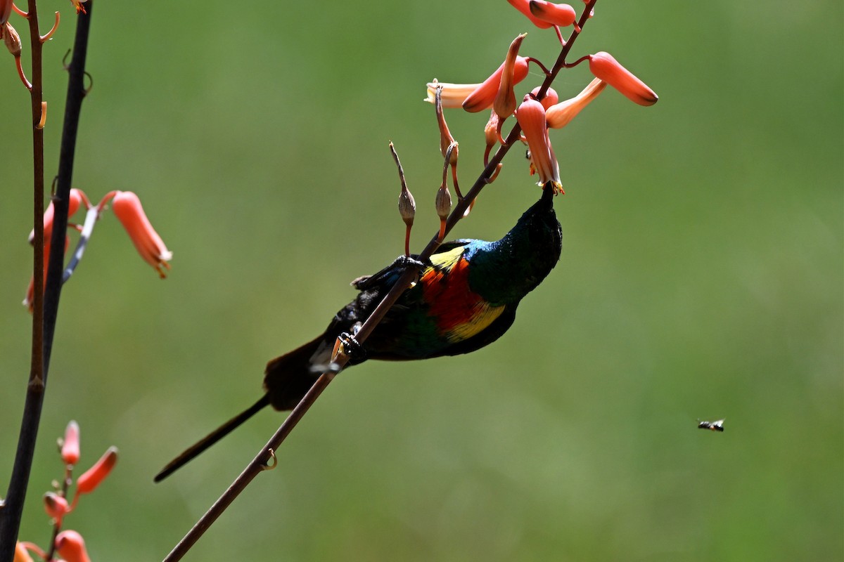 Suimanga Colilargo Sudanés - ML646953652