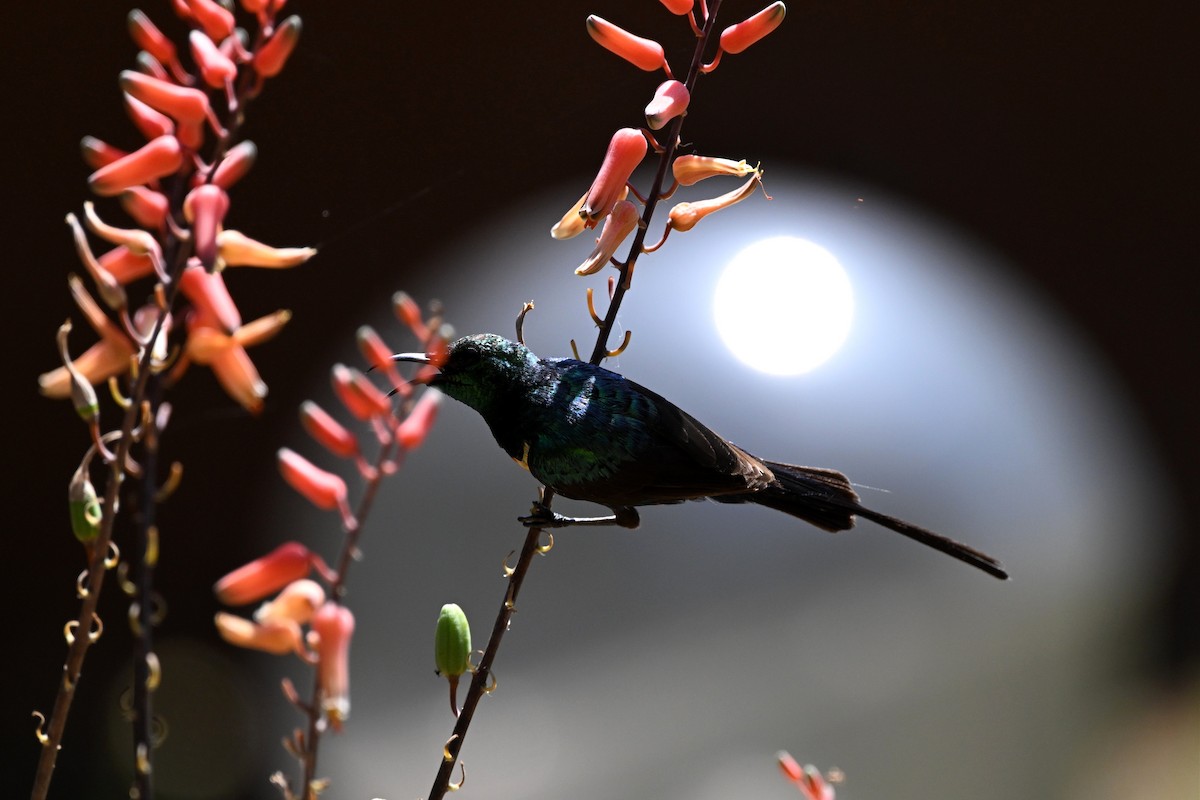 Suimanga Colilargo Sudanés - ML646953653