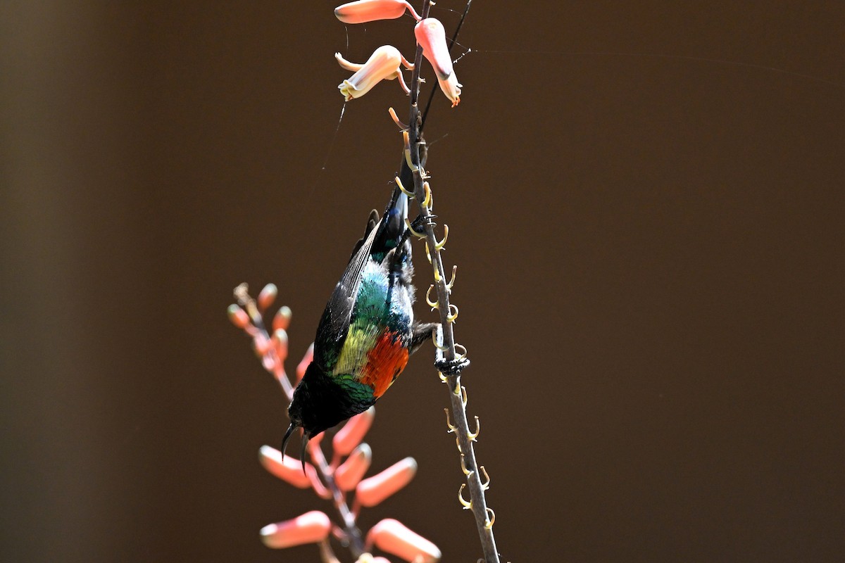 Suimanga Colilargo Sudanés - ML646953654