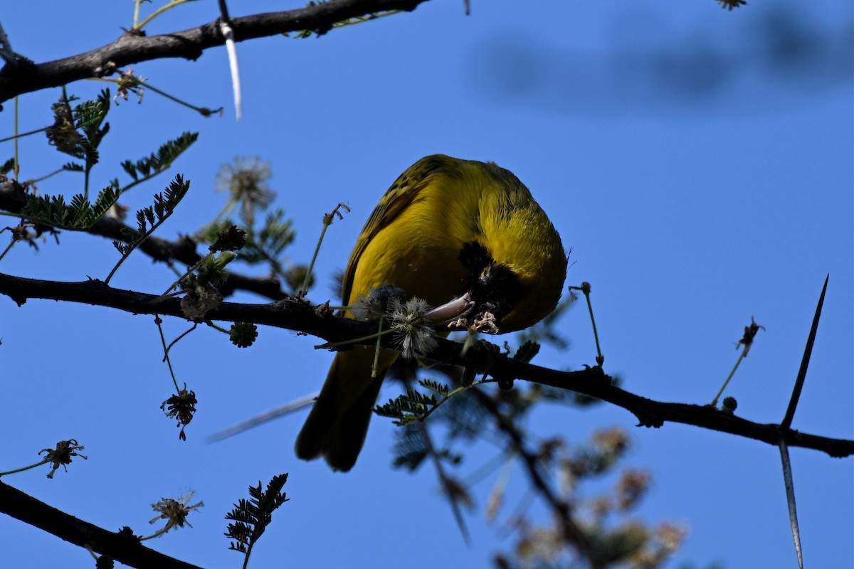 Tejedor Chico - ML646953656