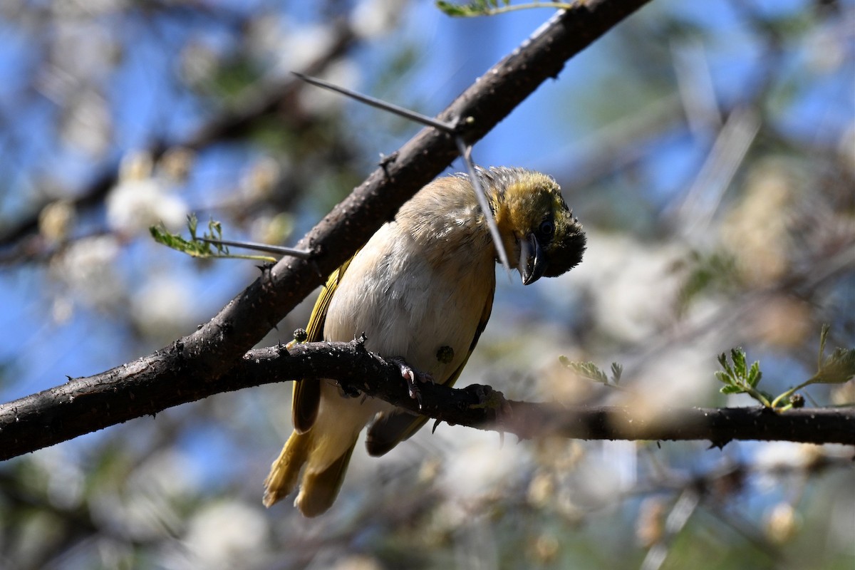 Tejedor Chico - ML646953657