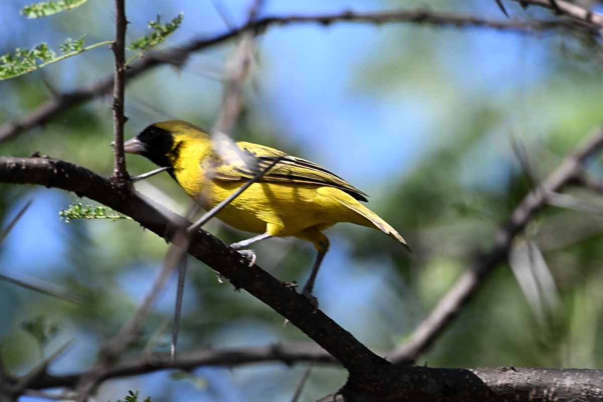 Tejedor Chico - ML646953658