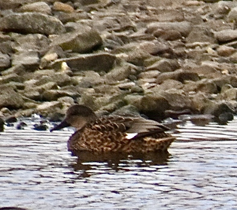 Gadwall - ML646953659