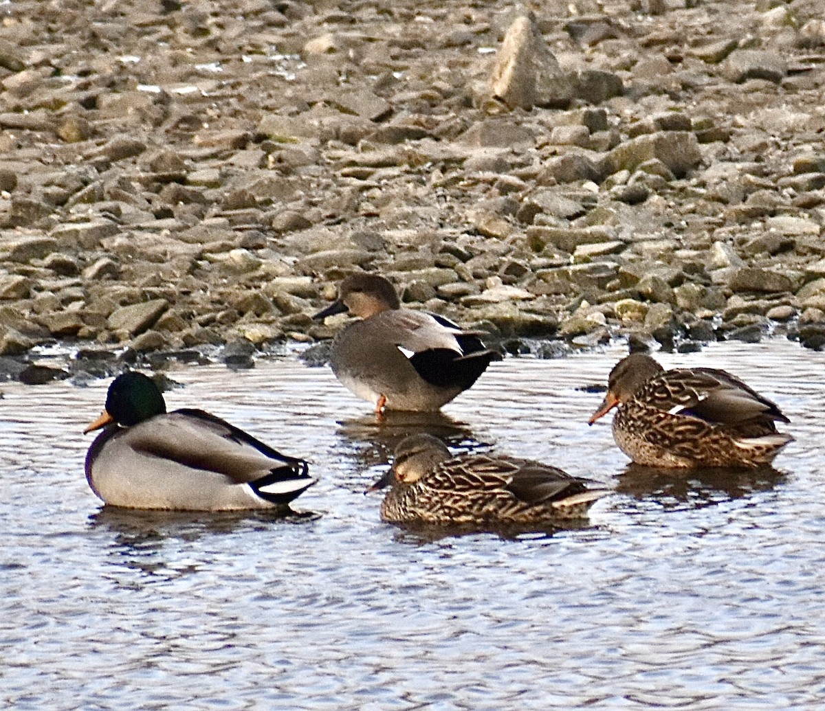 赤膀鴨 - ML646953660