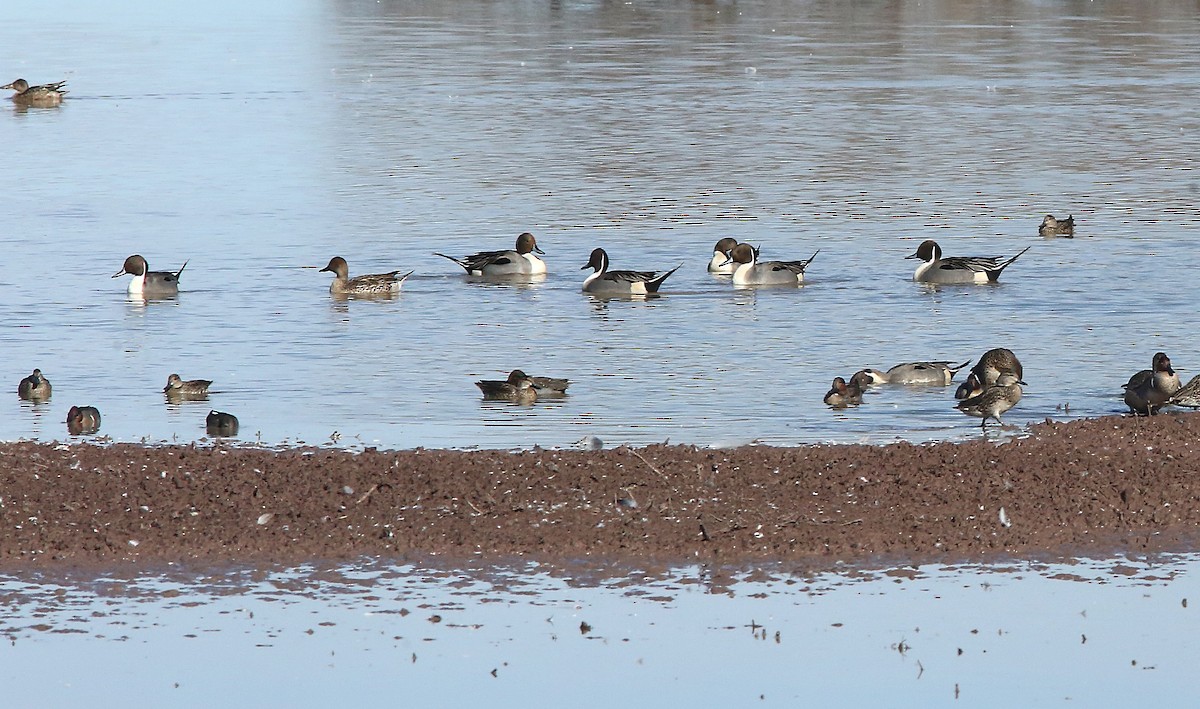 Northern Pintail - ML646953661