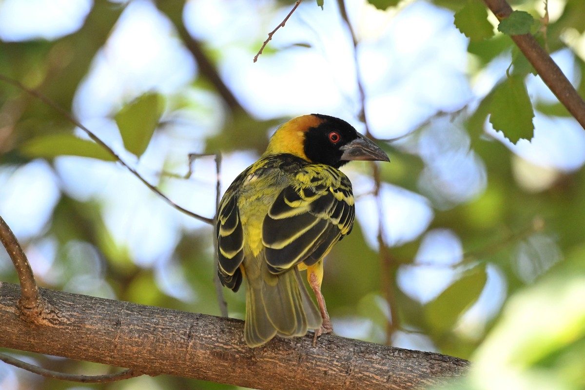 Tejedor Africano - ML646953663