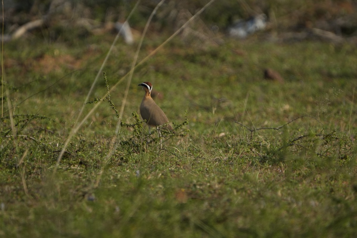Indian Courser - ML646953669