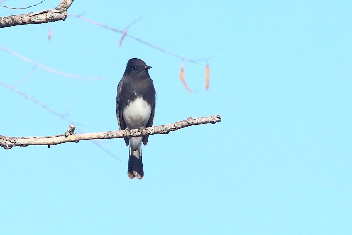 Black Phoebe - ML646953671
