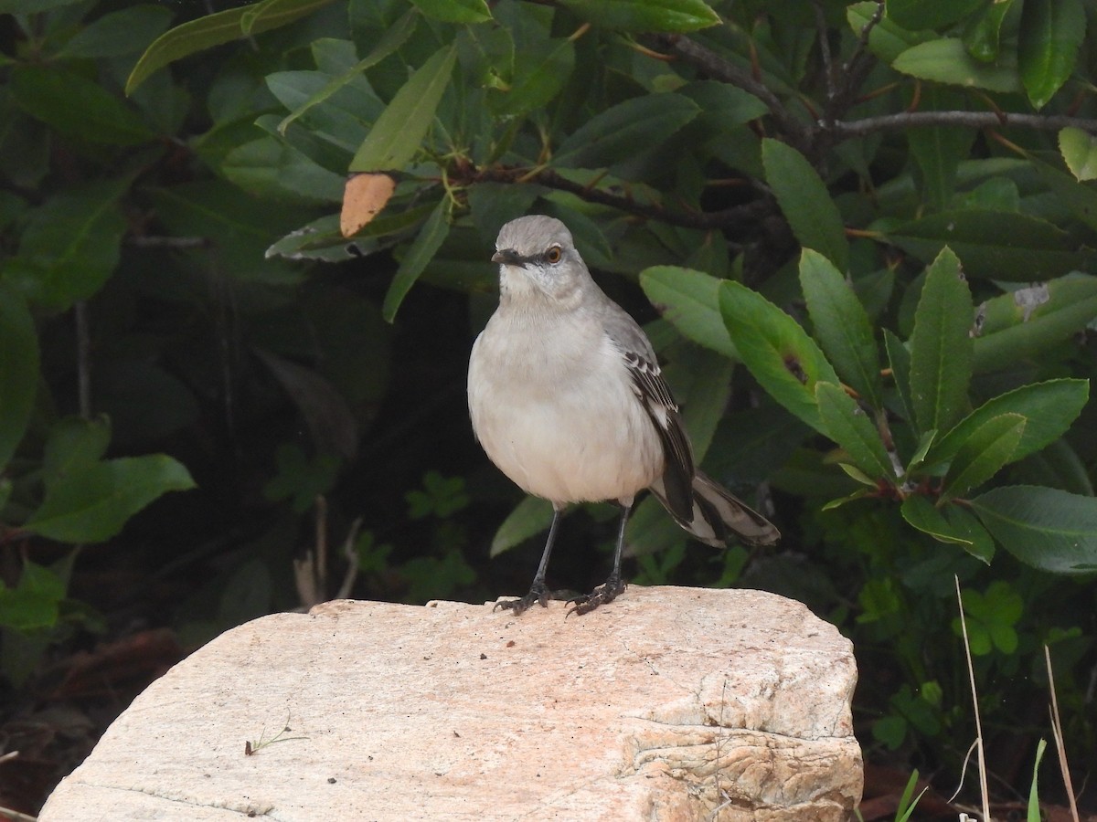 Northern Mockingbird - ML646953677