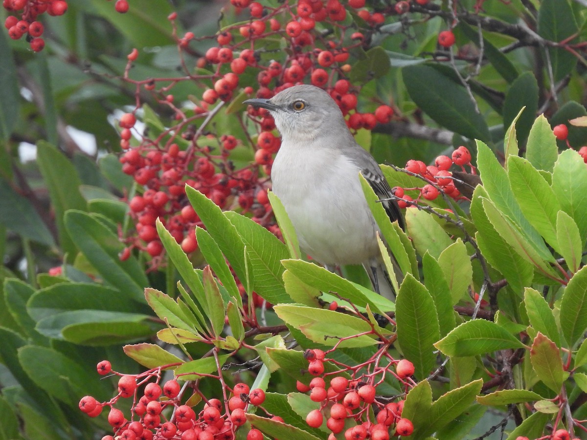 Northern Mockingbird - ML646953679