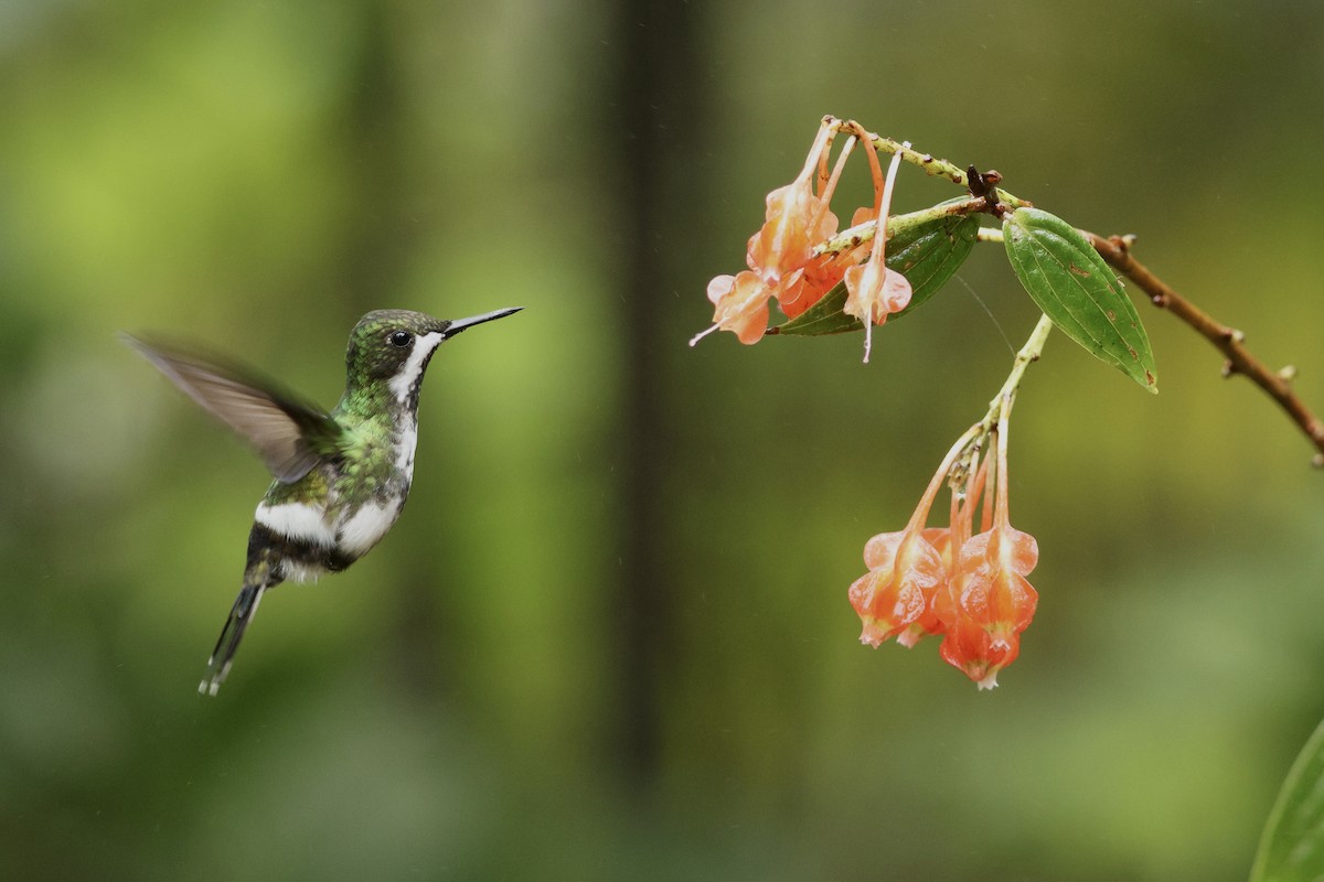 Grünfadenelfe - ML646953680