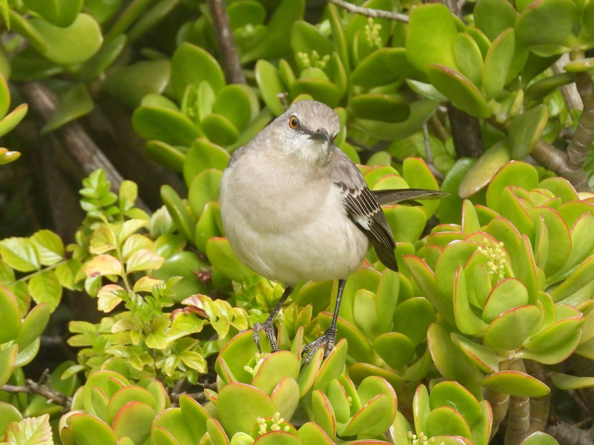 Northern Mockingbird - ML646953681