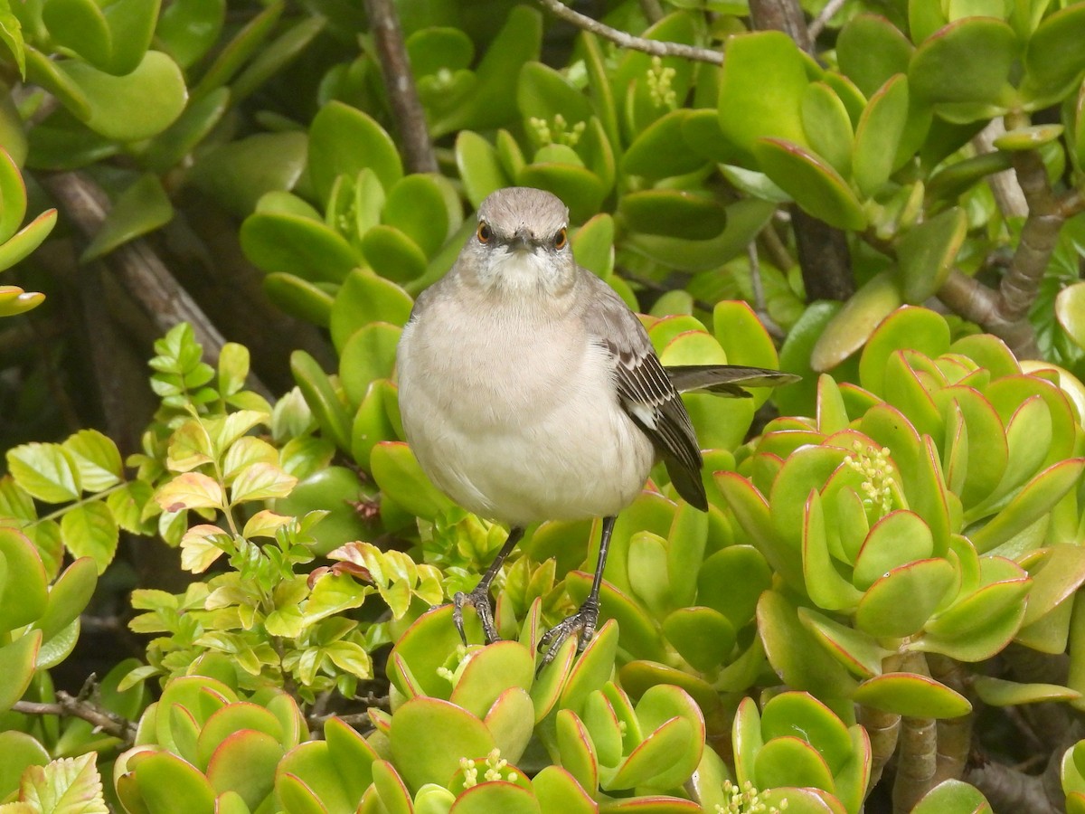 Northern Mockingbird - ML646953684