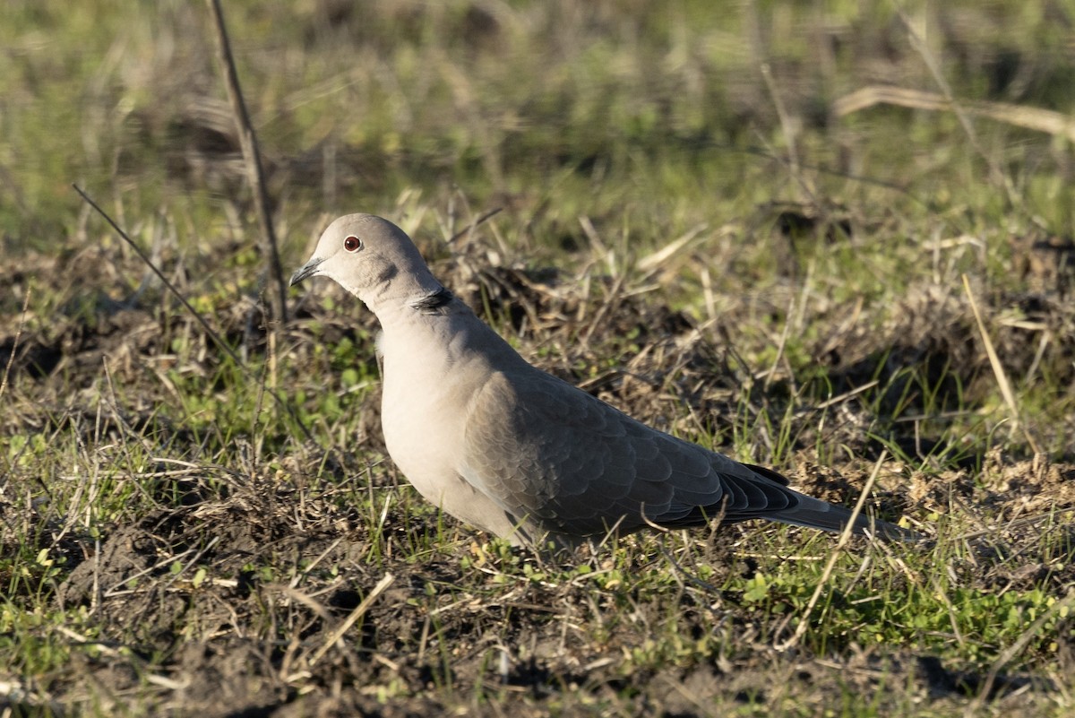 Eurasian Collared-Dove - ML646953685