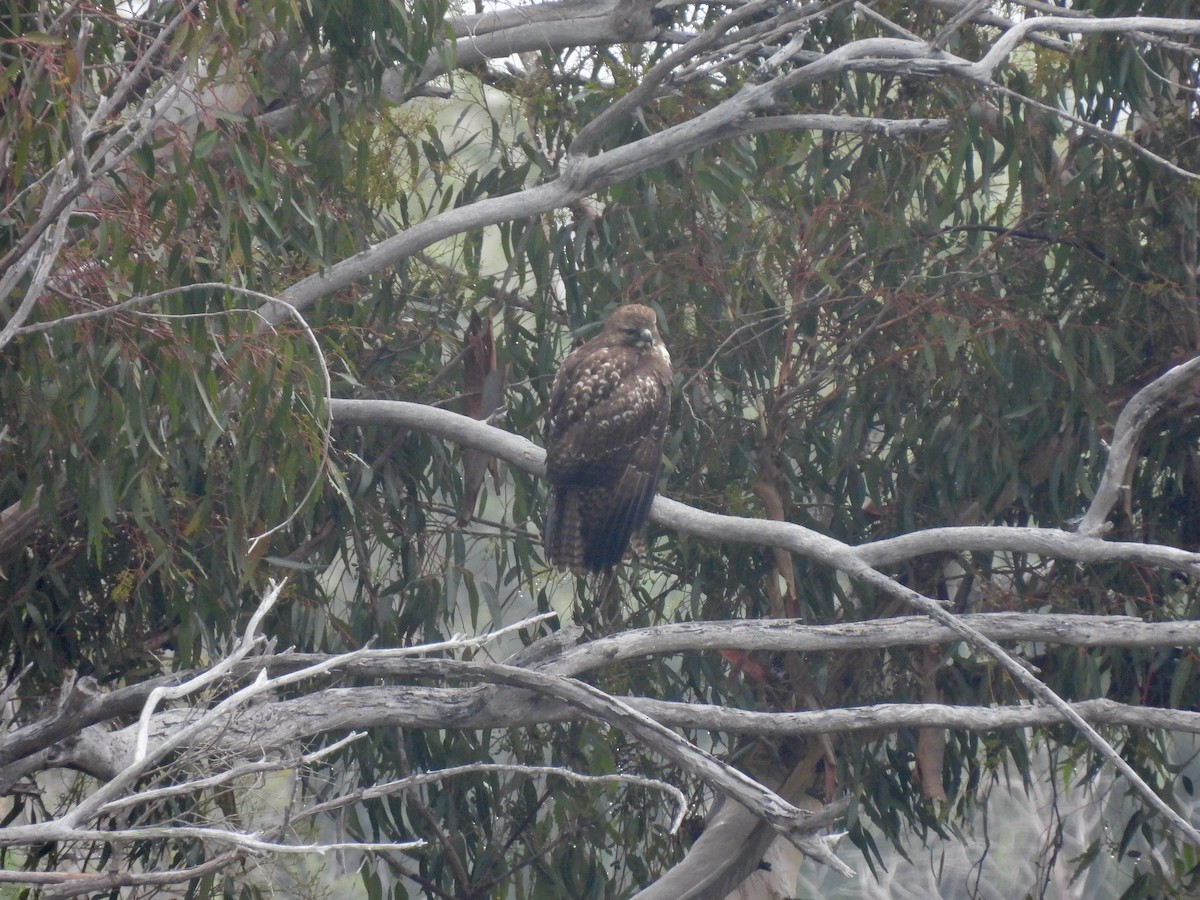 Poiana codarossa - ML646953687