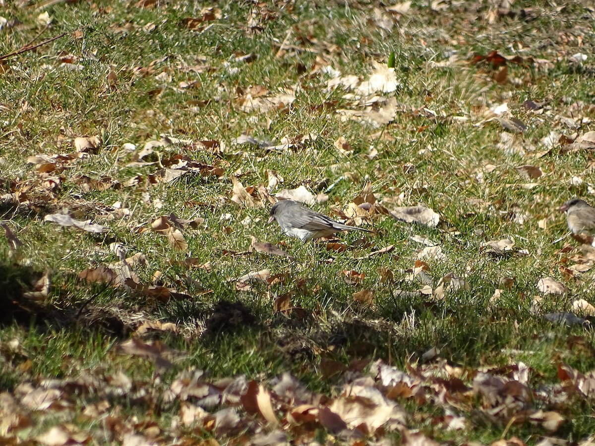 Kara Gözlü Junko (hyemalis/carolinensis) - ML646953690