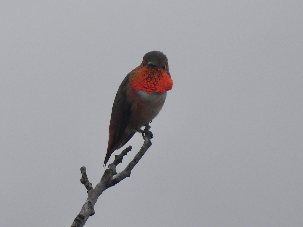 Allen's Hummingbird - ML646953693